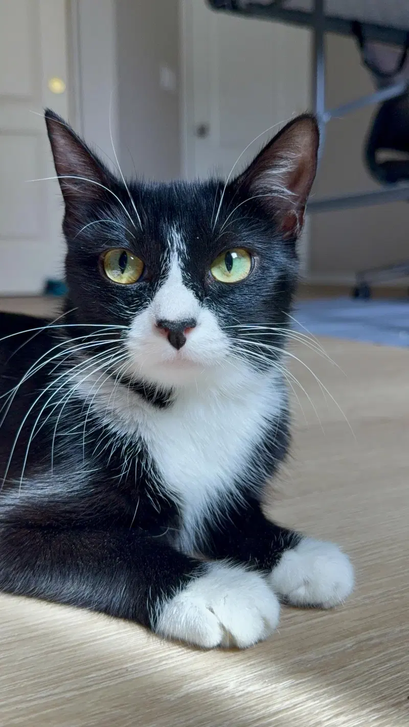 Potato Salad, a young female Tuxedo cat up for adoption