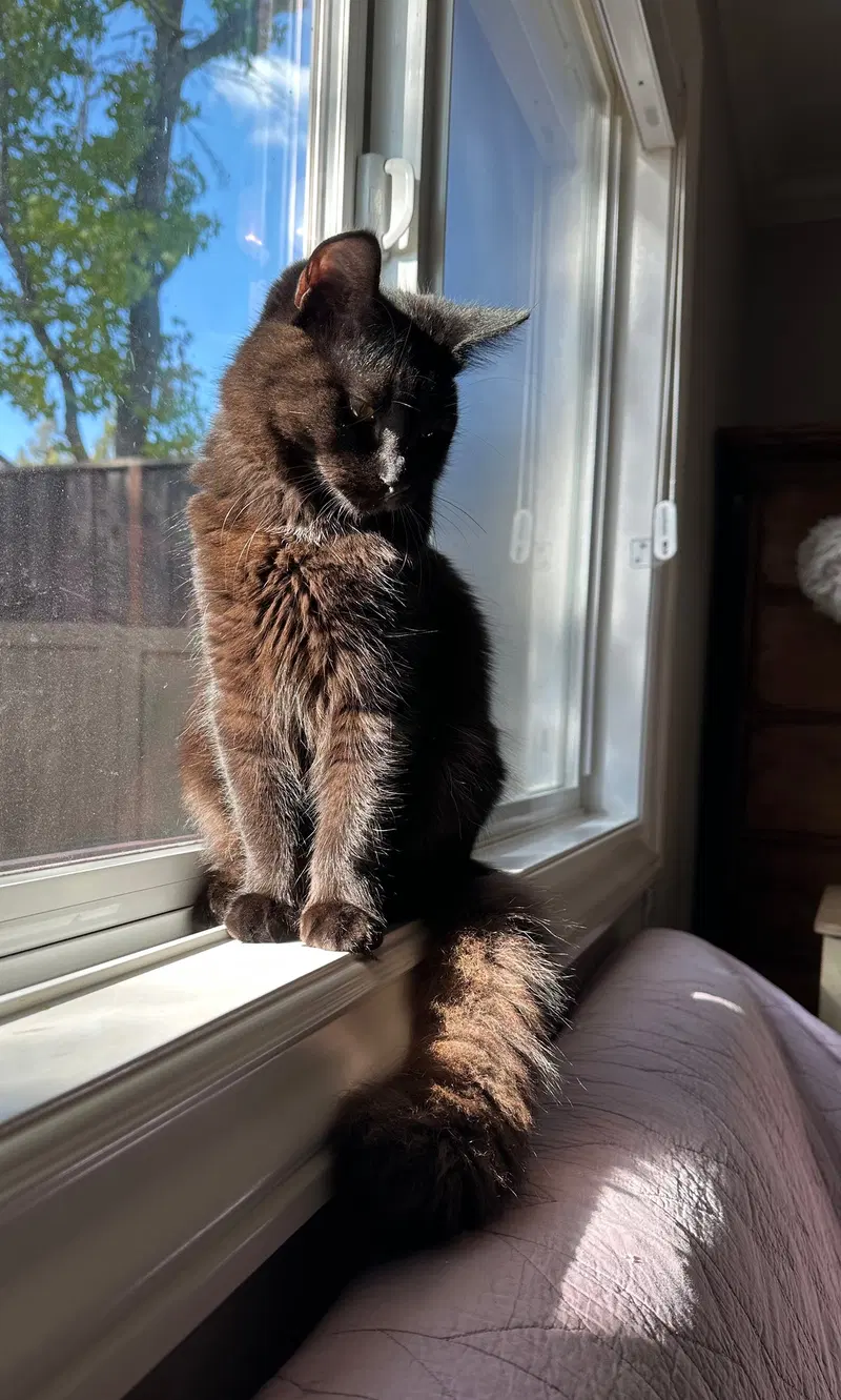Cocoa & Rusty, photo 3