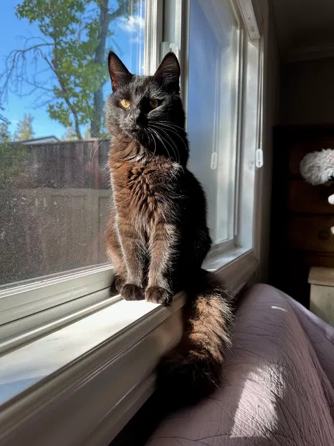 Watch the video of Cocoa & Rusty