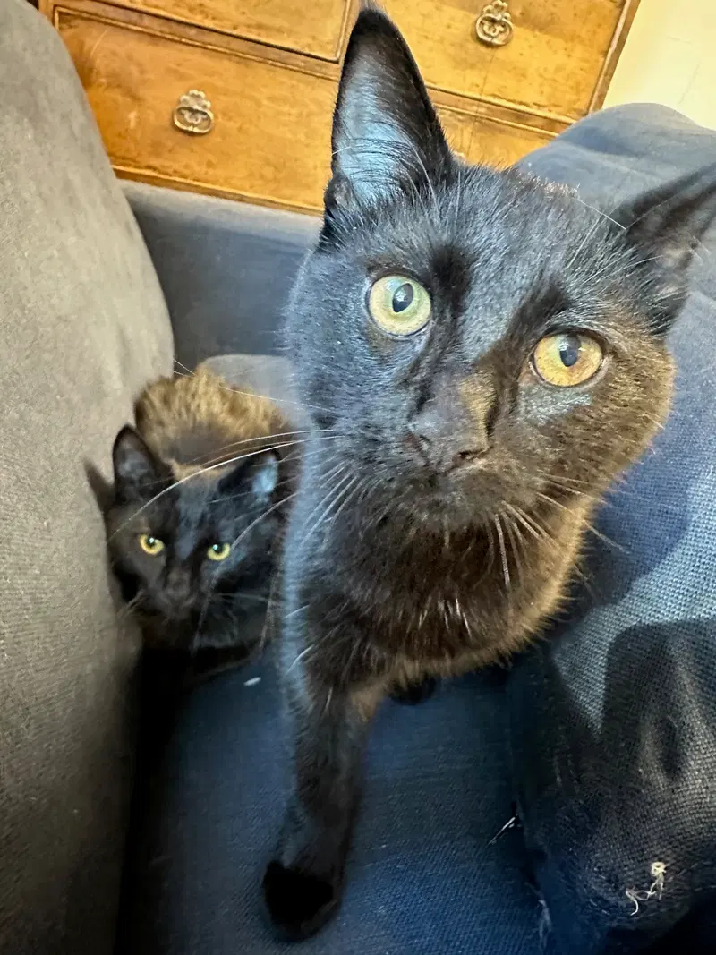 Rusty & Cocoa, photo 4