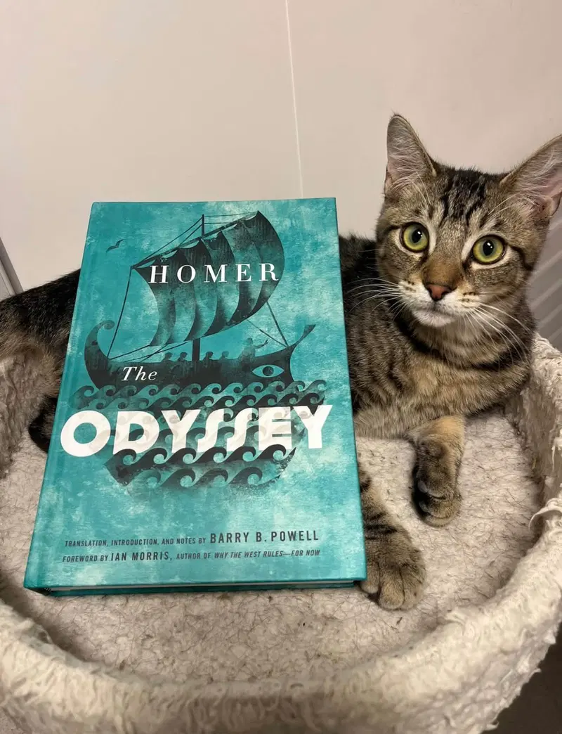 Odysseus, a male kitten up for adoption