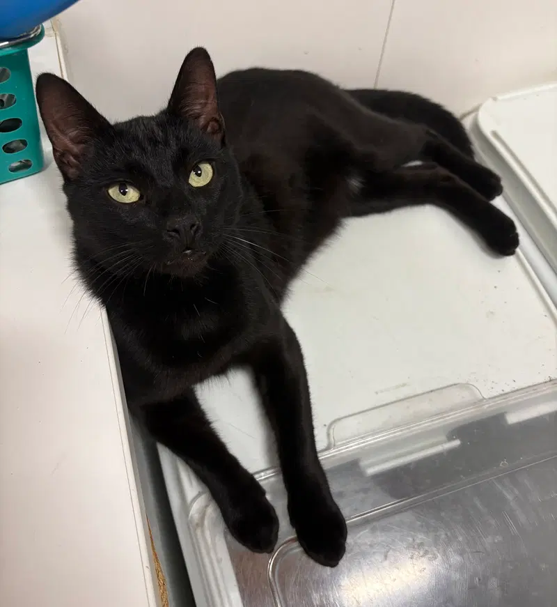 Trouble, a young male cat up for adoption