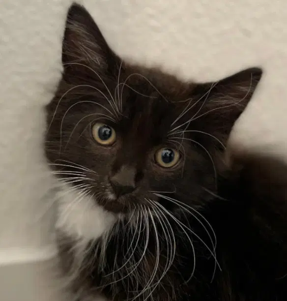 Gus, a male kitten up for adoption