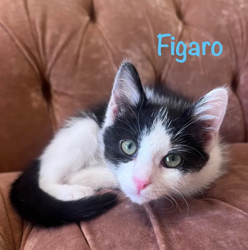 Figaro, a male kitten up for adoption