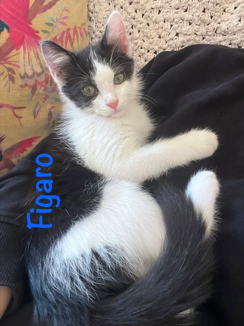 Figaro, photo 4