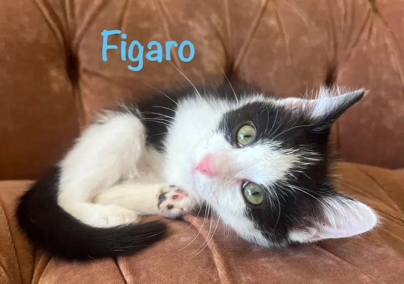 Figaro, photo 5