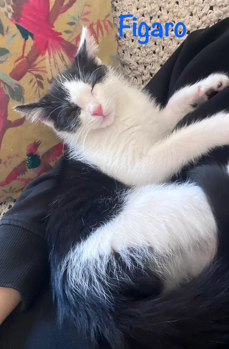 Figaro, photo 6