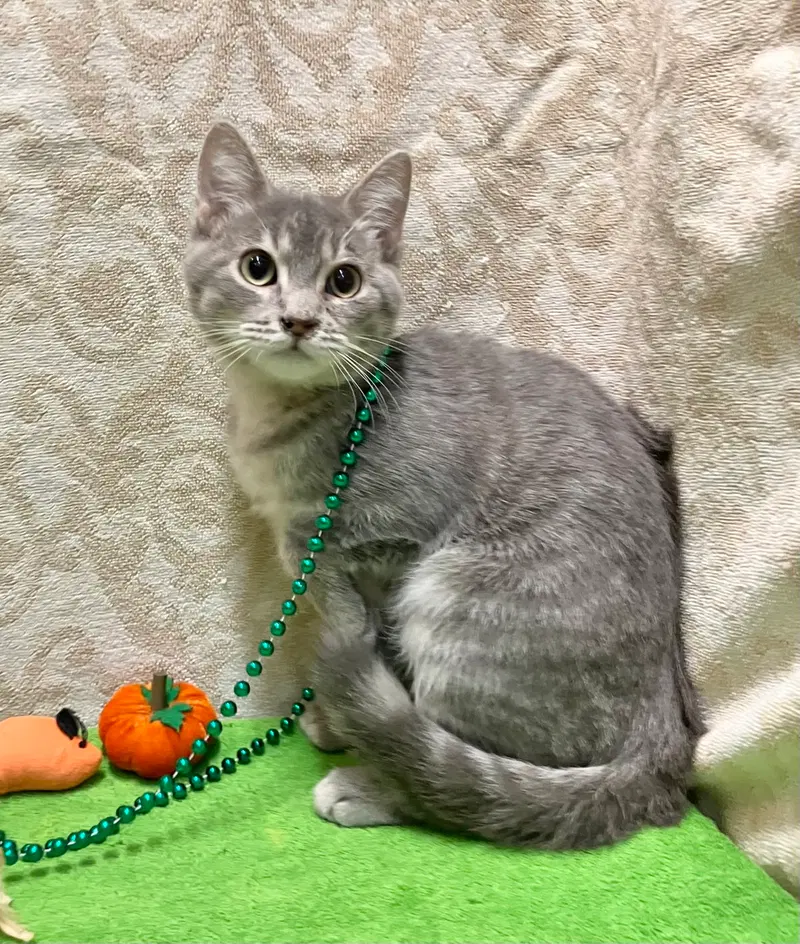 Tessa, a female Tabby kitten up for adoption