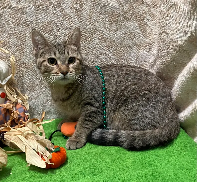 Taylor, a female Tabby kitten up for adoption