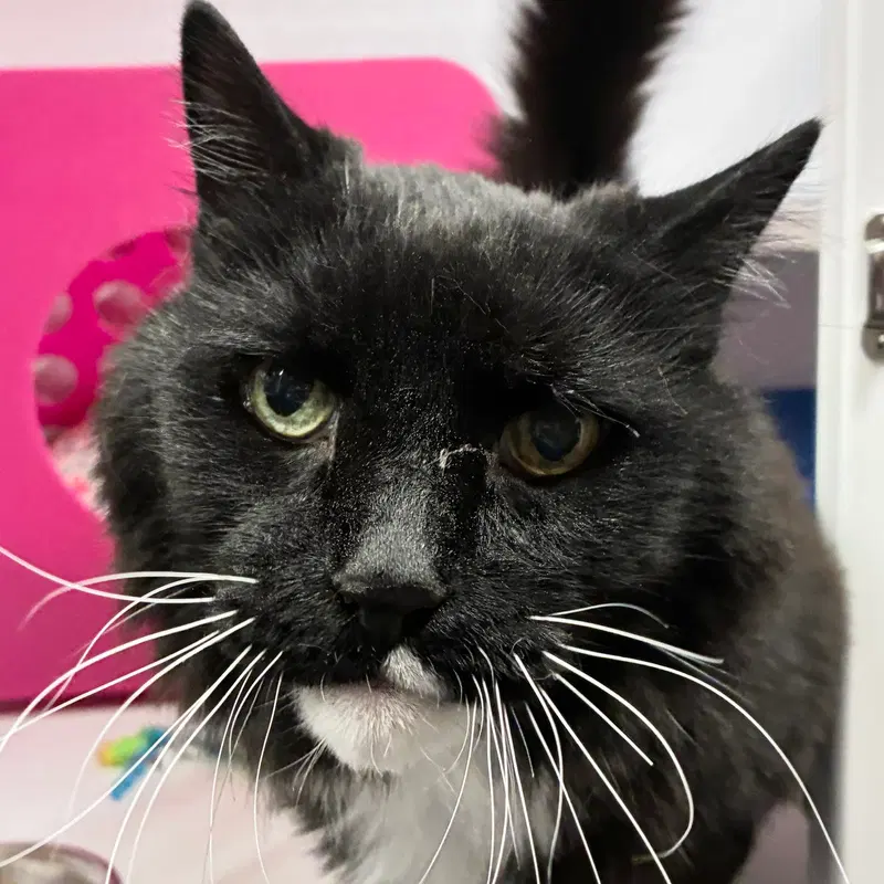 Cheii, a senior male cat up for adoption