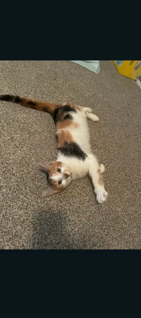 Clementine, a female American Shorthair kitten up for adoption