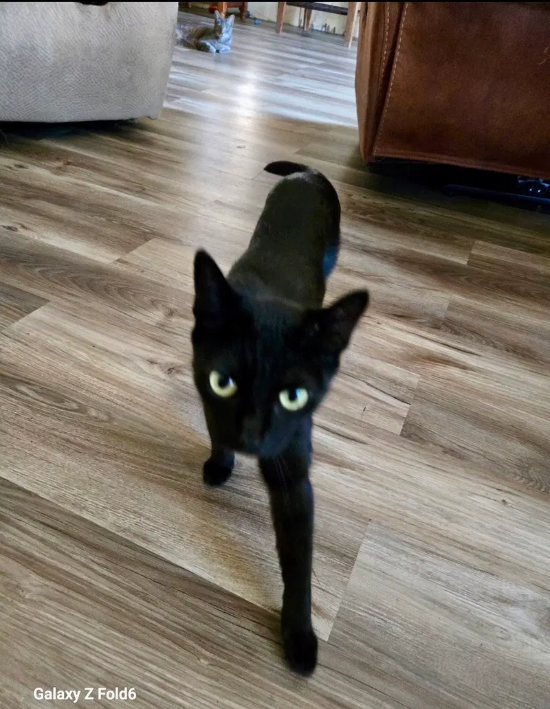 Kiwi 2, an adult female cat up for adoption