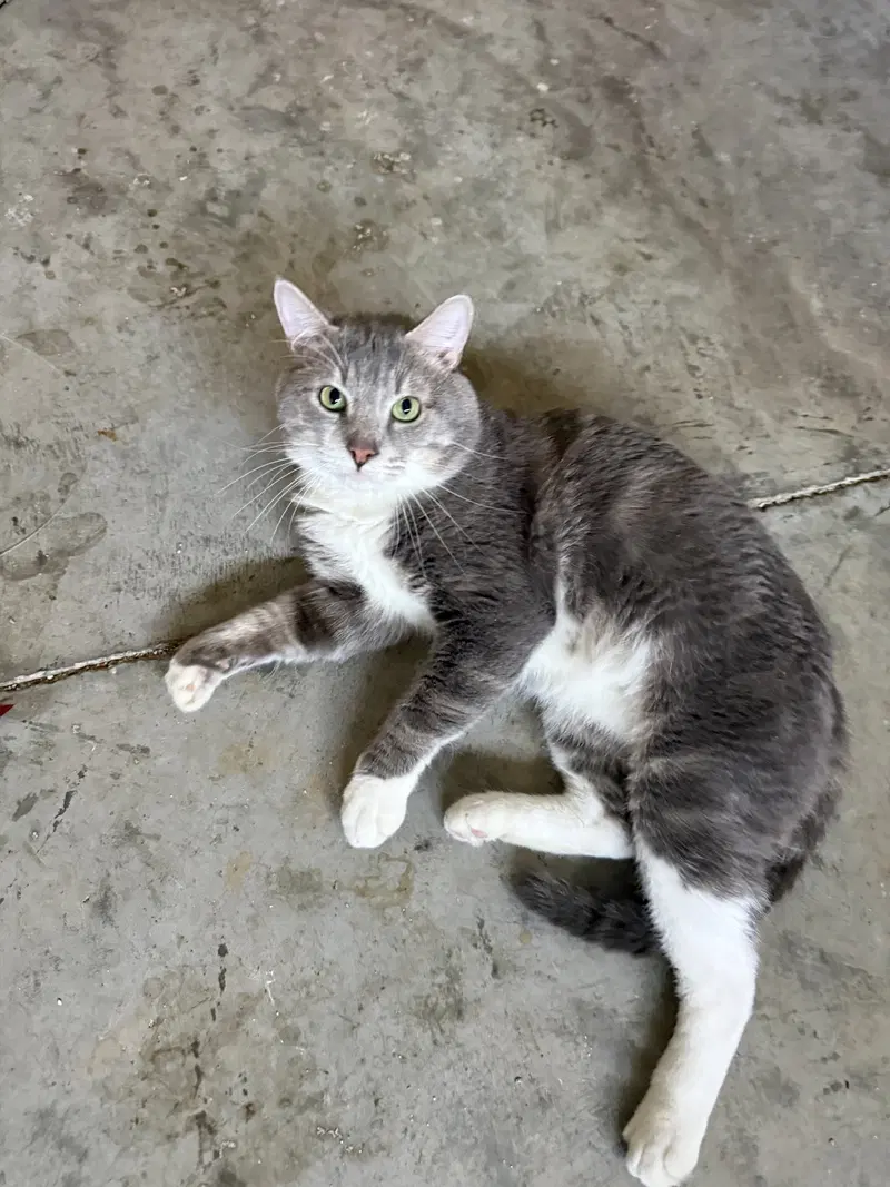 Gordon, an adult male cat up for adoption