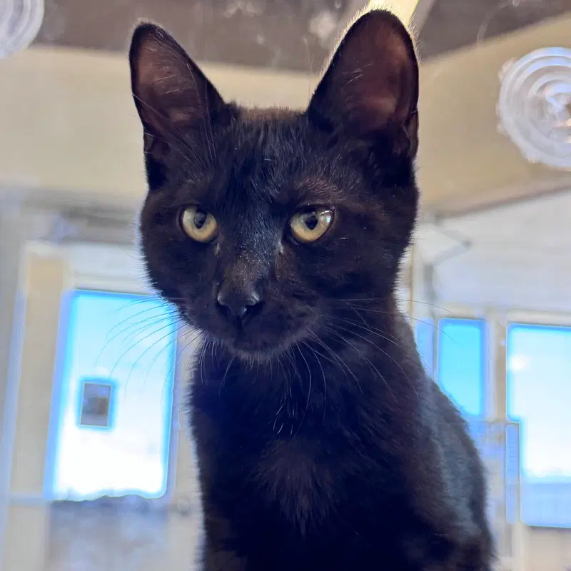Daisy, a young female cat up for adoption