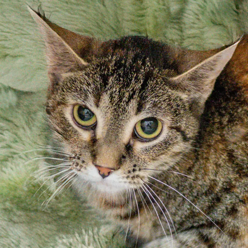 Olive, an adult female cat up for adoption