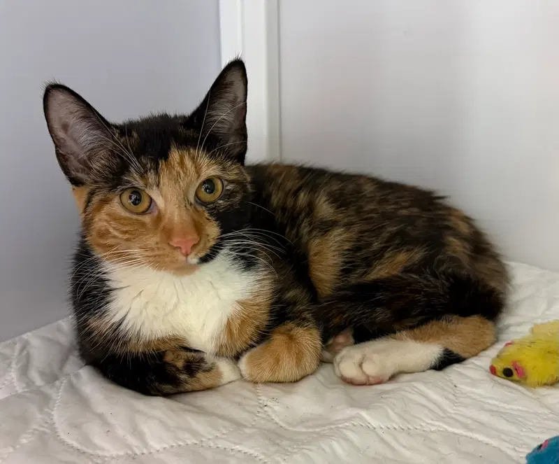Sally, a female Calico cat up for adoption