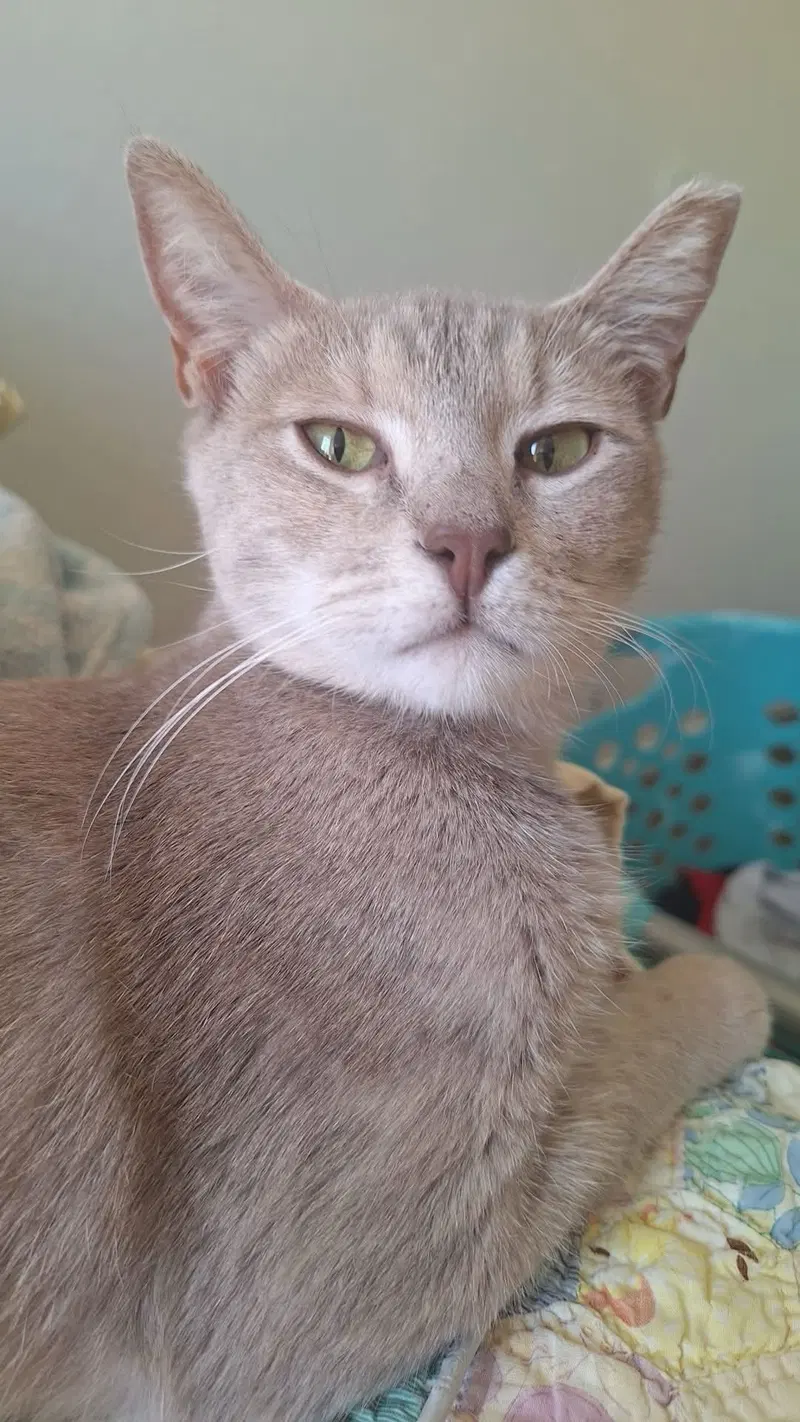 Opal, a young female cat up for adoption