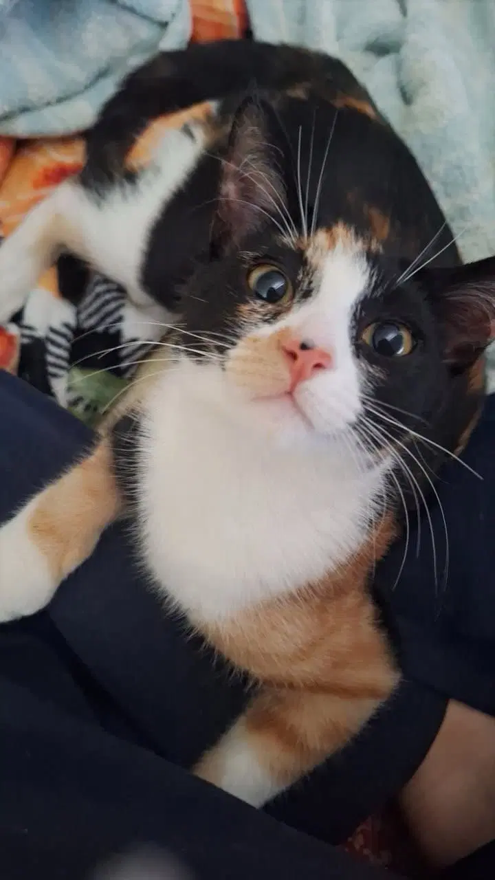 Poppy, a young female cat up for adoption