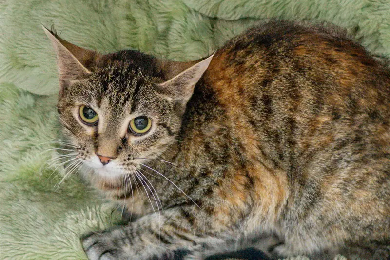 Olive, photo 2
