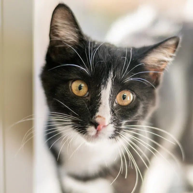 Jo Jo Bean, a young female cat up for adoption