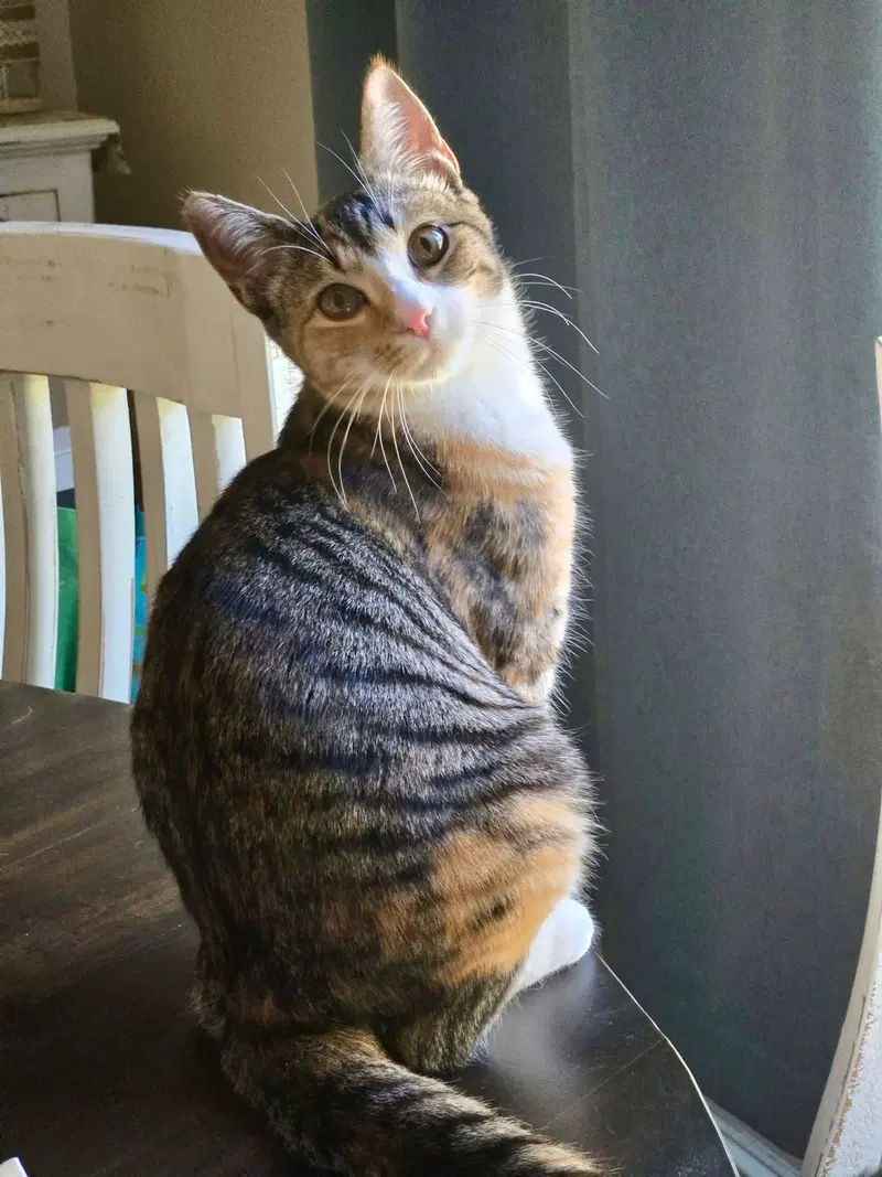 Promo, a female cat up for adoption