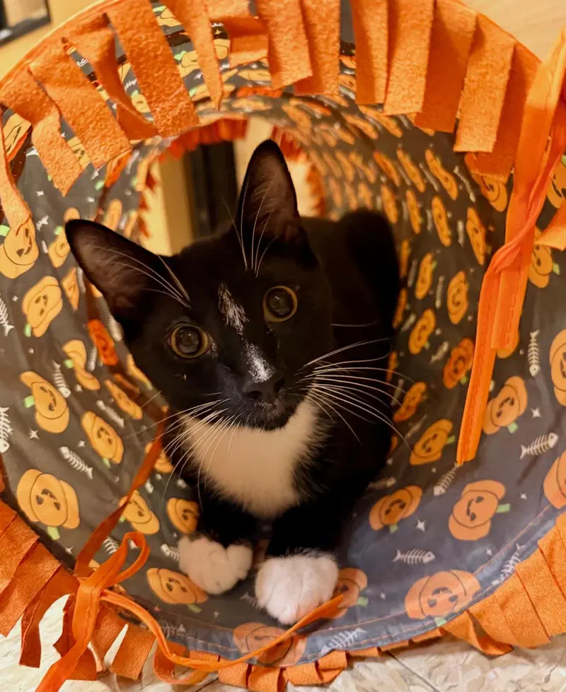 Ramon Rambler, a male Tuxedo kitten up for adoption
