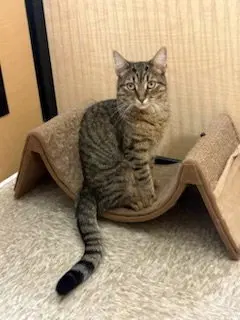 Pasha, photo 3