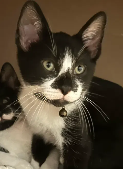 Watch the video of Holstein