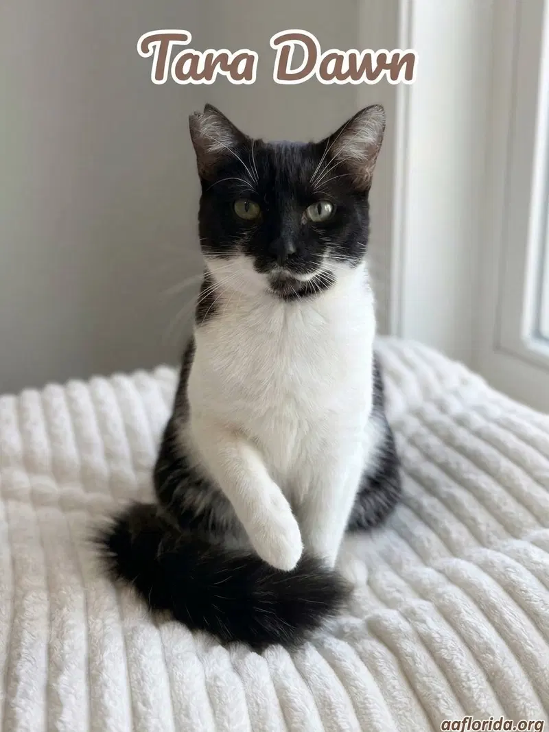 Tara Dawn, a female cat up for adoption