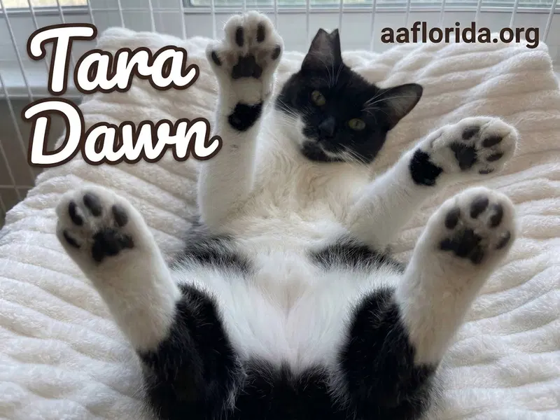 Tara Dawn, photo 2