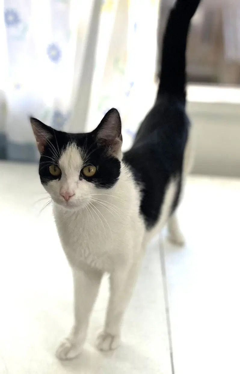West Darin, an adult male cat up for adoption