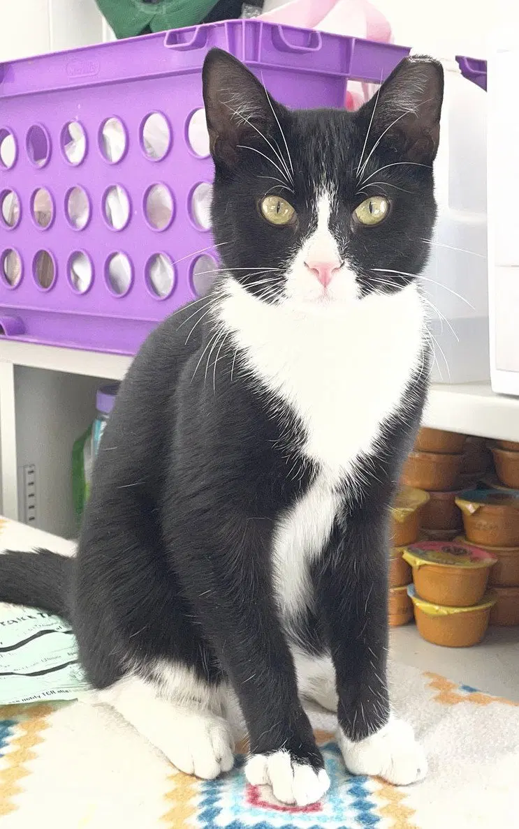 Terran, an adult male cat up for adoption