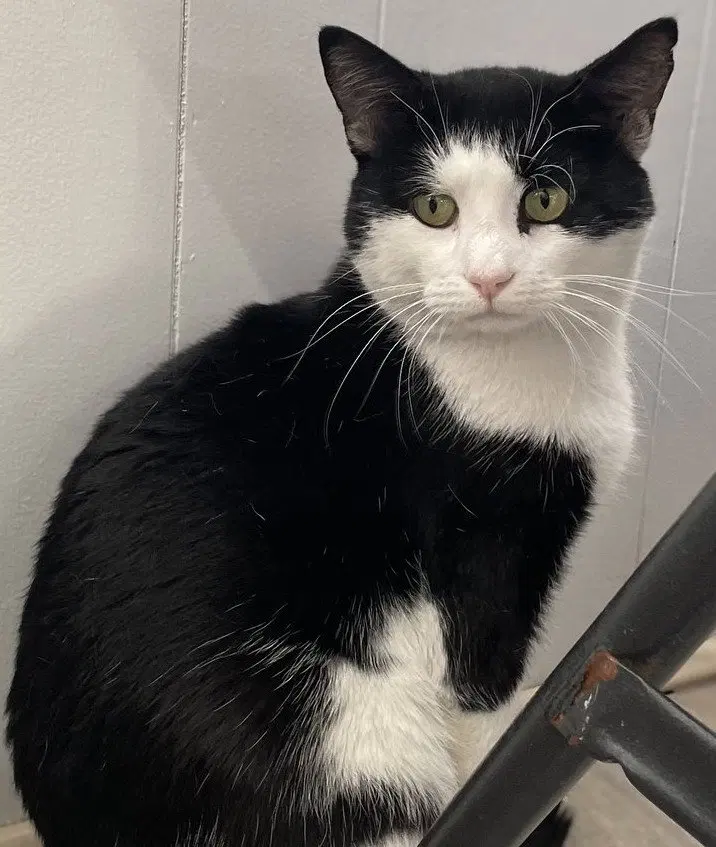 Clarendon FIV+, an adult male cat up for adoption