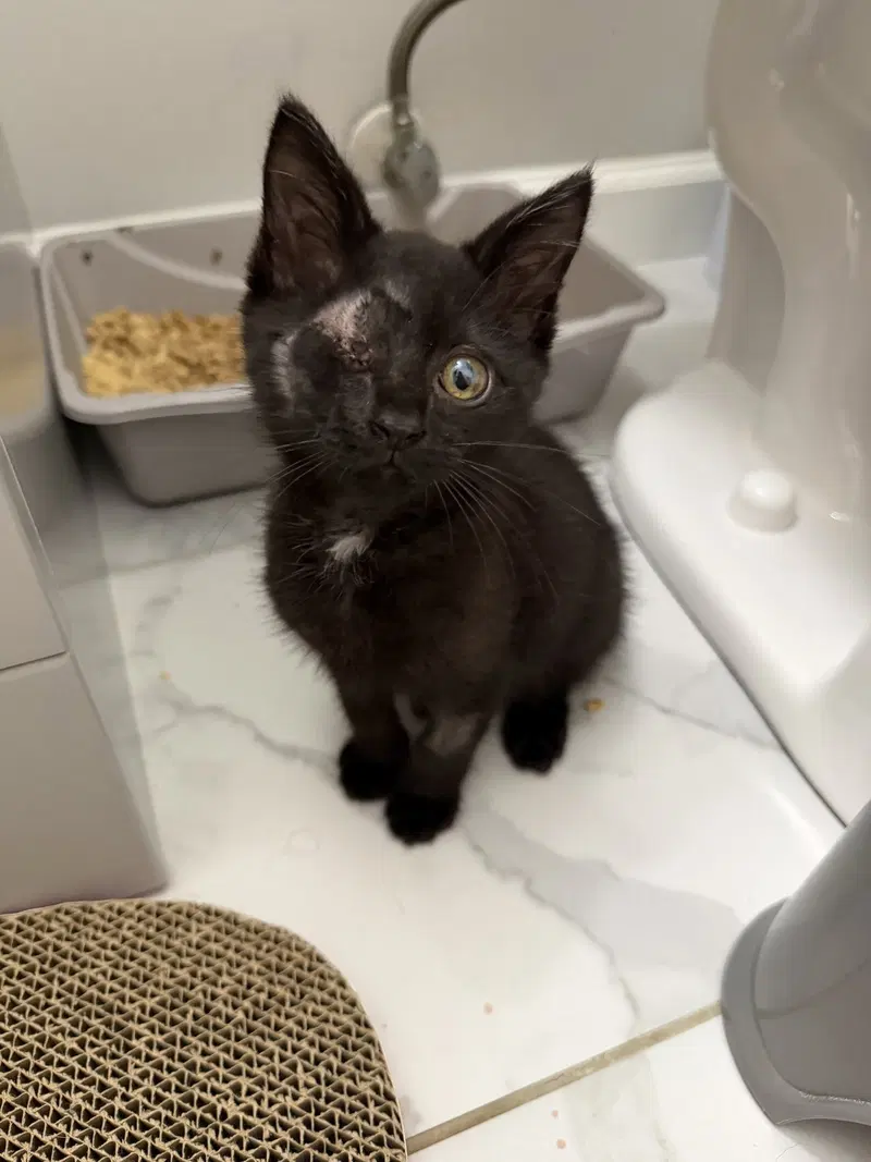Phil, a male kitten up for adoption