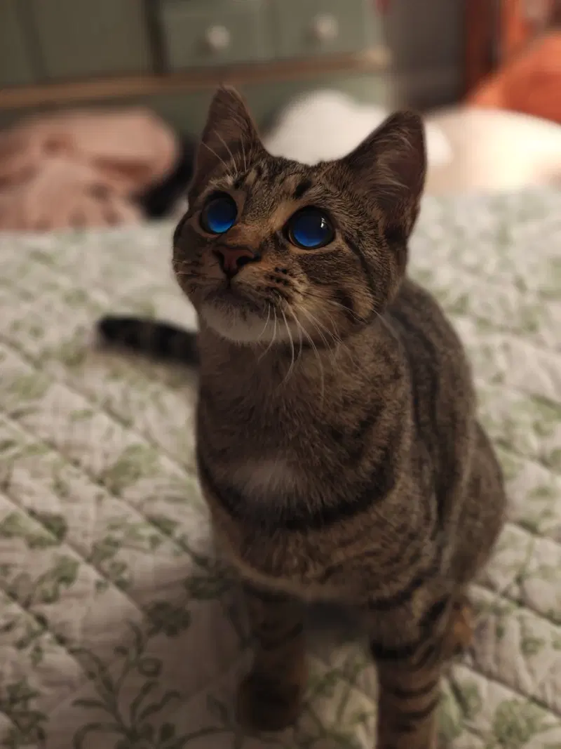 Cleo, a young female cat up for adoption