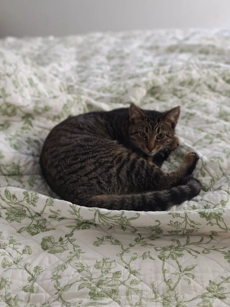Cleo, photo 2