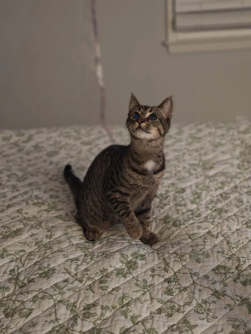 Cleo, photo 3