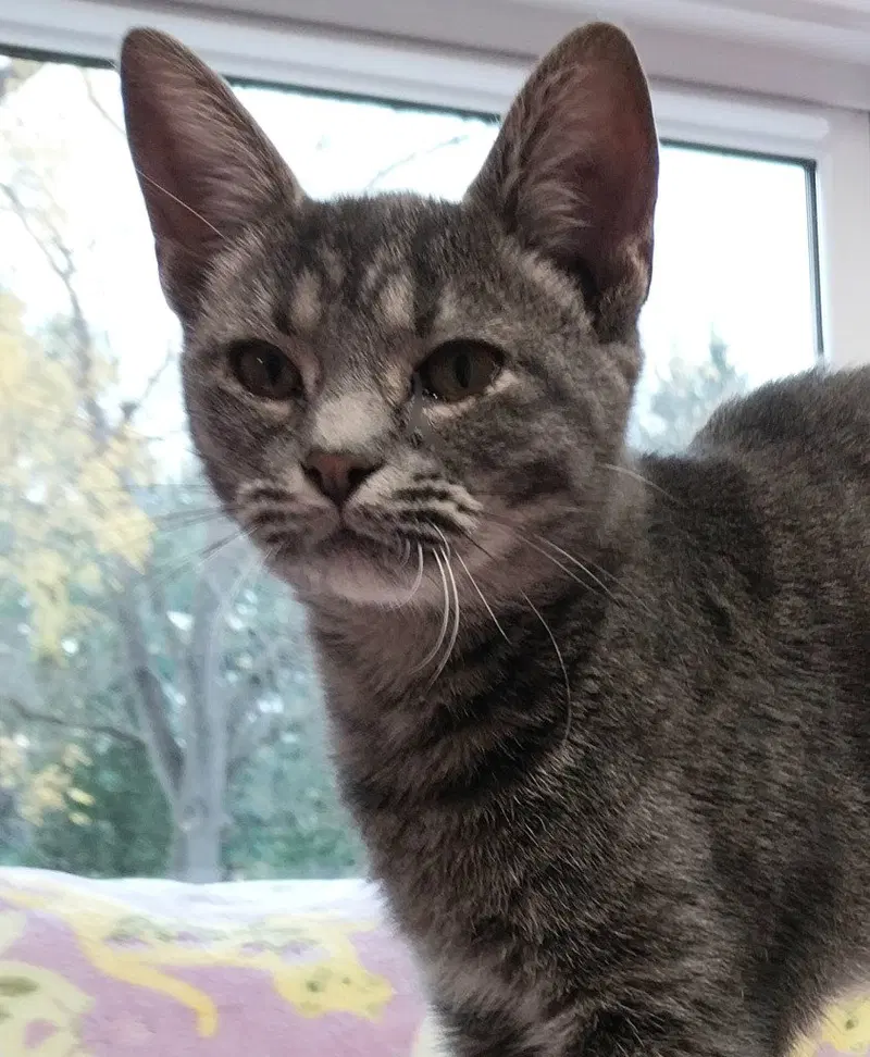 Zen IN FOSTER, a young female cat up for adoption