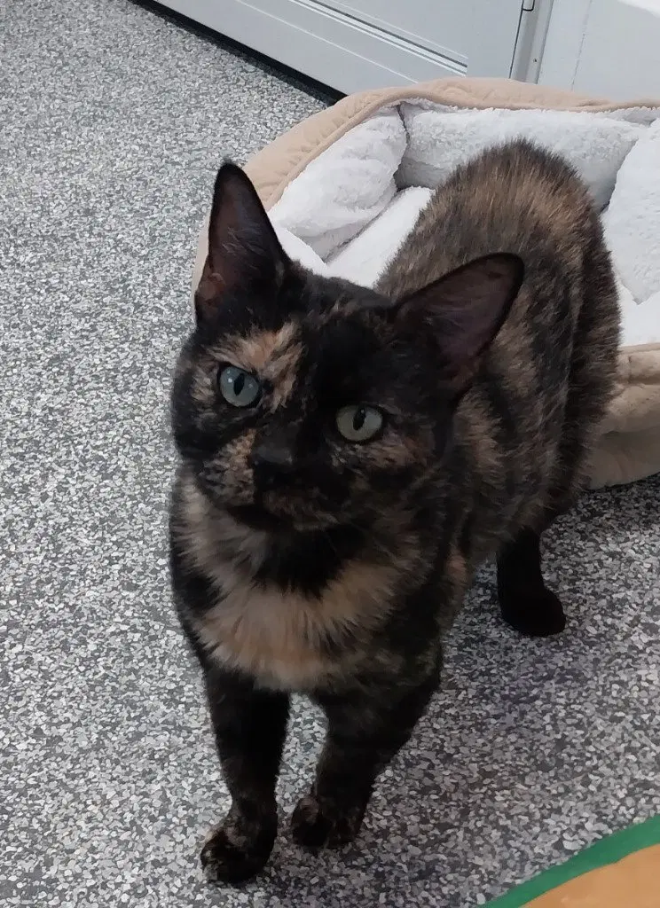 Carlie IN FOSTER, a young female cat up for adoption