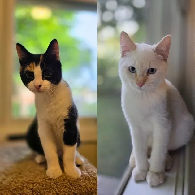 Habanero / Serrano, a male kitten up for adoption