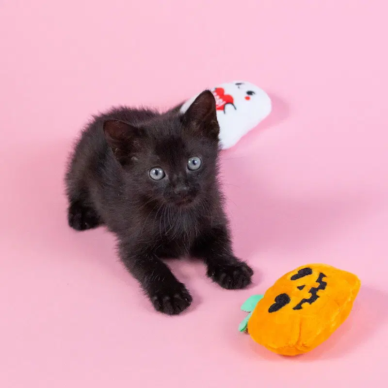 Cannon, a female kitten up for adoption