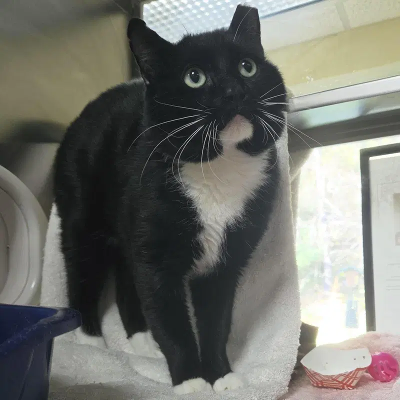 Putter, an adult male cat up for adoption