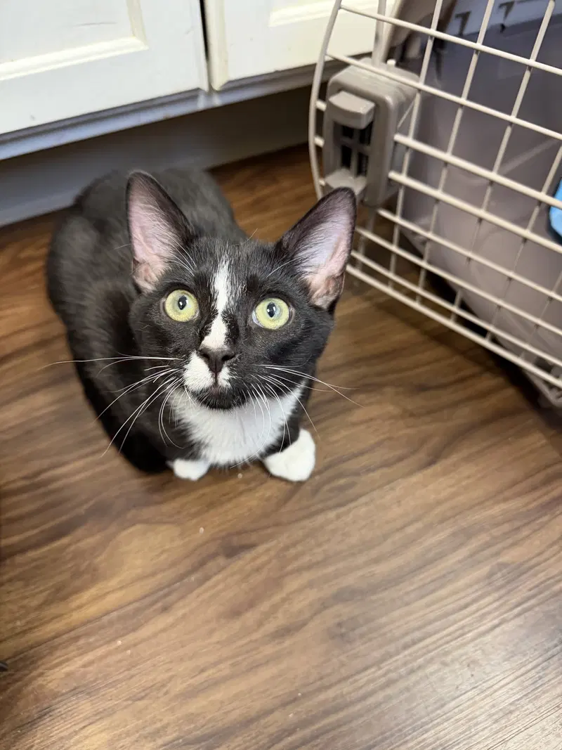 Taz, a male kitten up for adoption