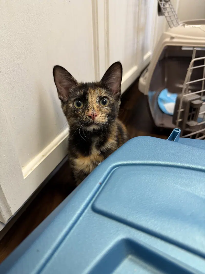Tweety, a female kitten up for adoption