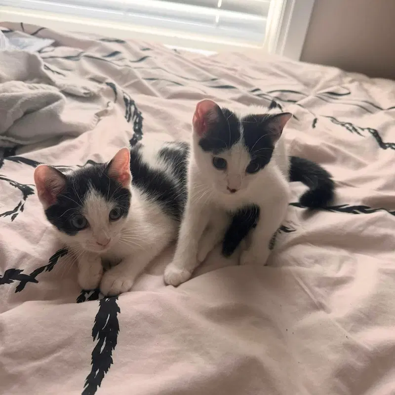 Affogato & Bomboloni, female kittens up for adoption