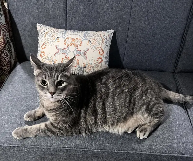 Rooster, an adult male cat up for adoption