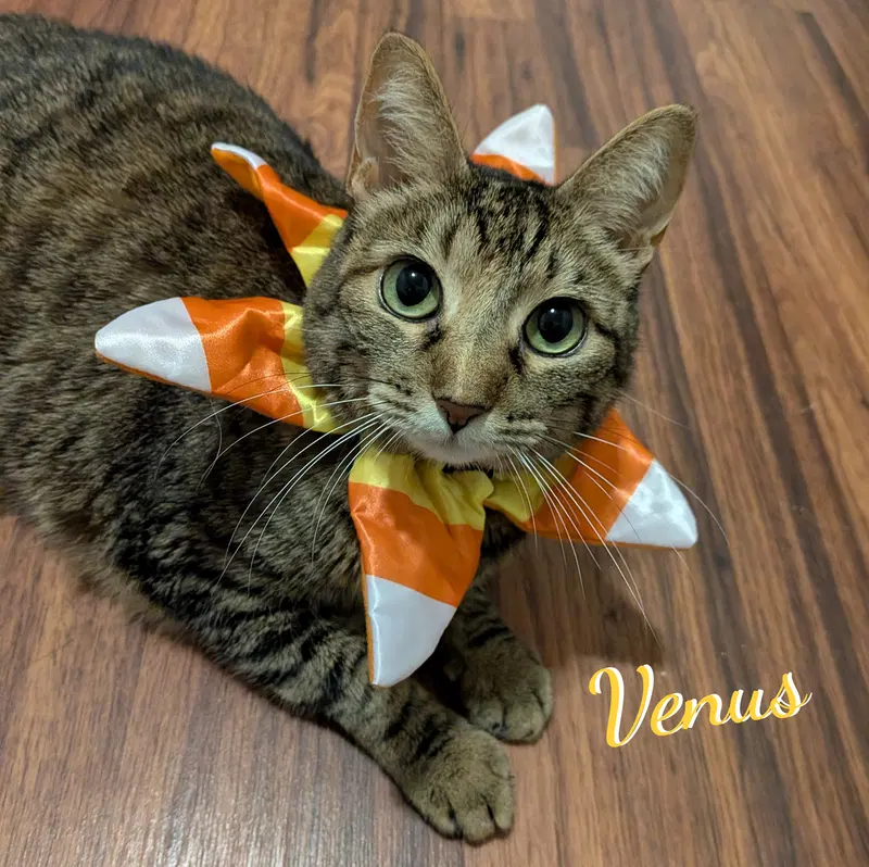 Venus, an adult female Tabby cat up for adoption