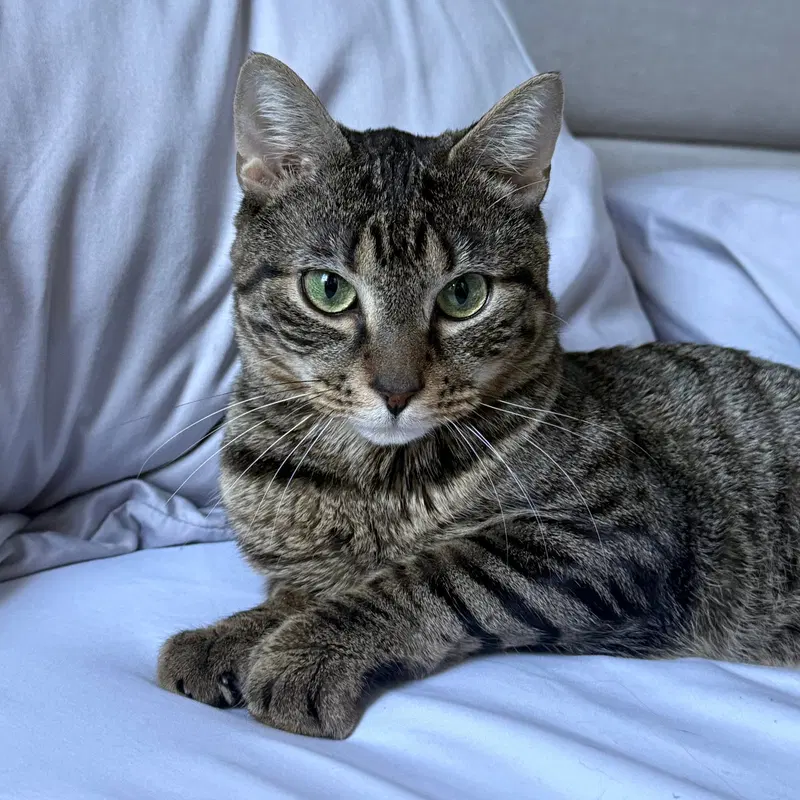 Venom, an adult male cat up for adoption