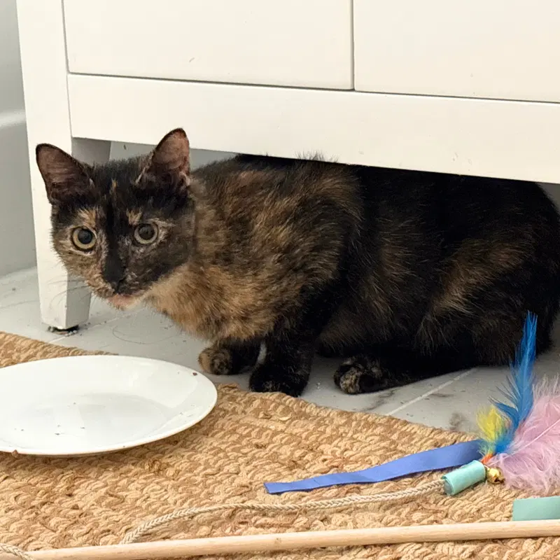 Pagoda, an adult female cat up for adoption
