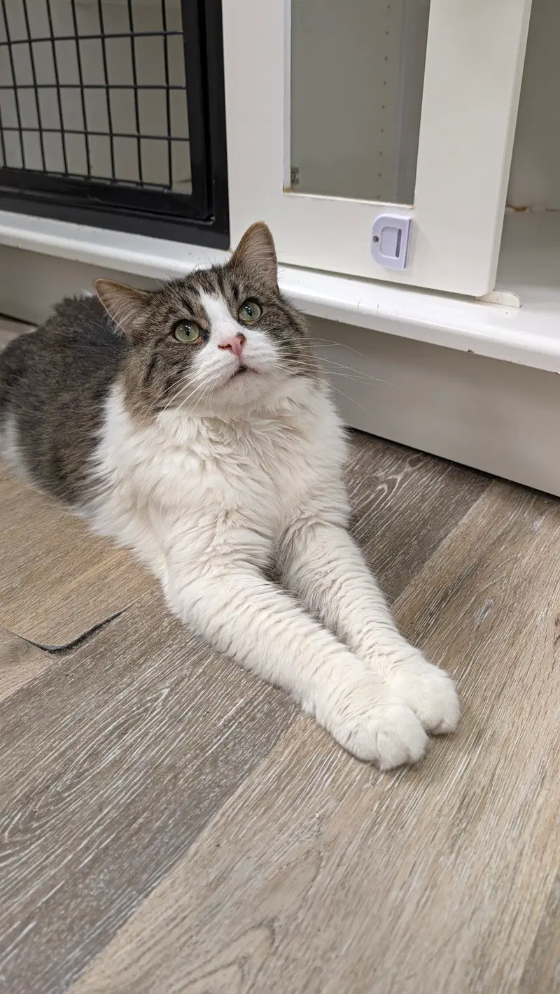 Geralt, an adult male cat up for adoption
